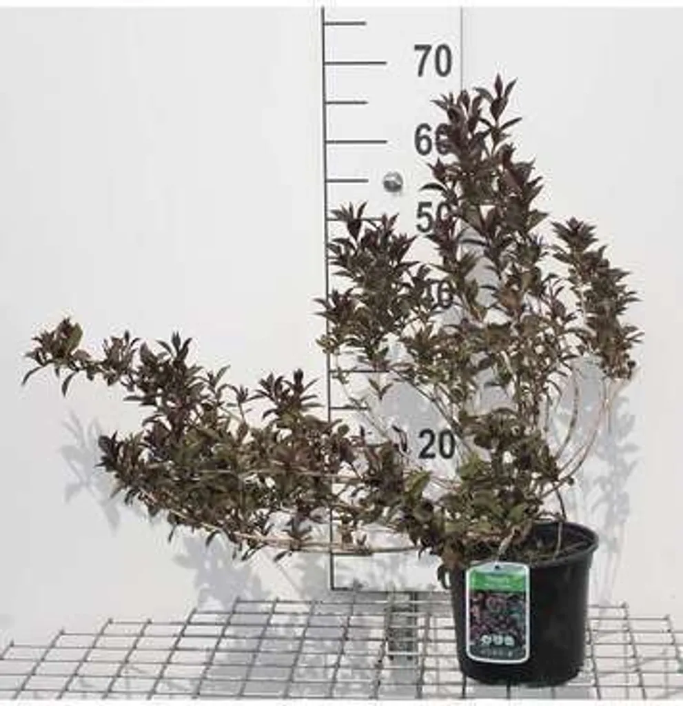 Plante de Jardin Weigela Victoria 50-60 cm - Idéal Balcon et Haie