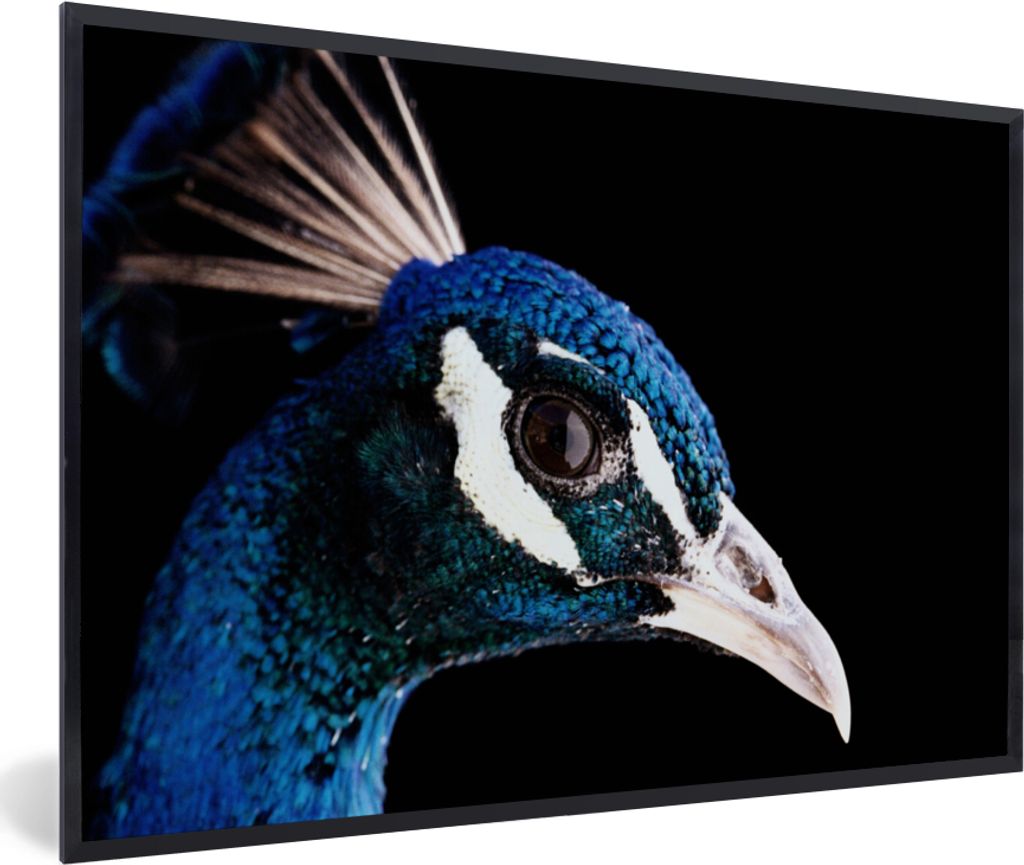 MuchoWow MuchoWow Gerahmtes Poster Pfau - Tier - Blau 90x60 cm - Poster mit zchwarzem Bilderrahmen - Fotorahmen - Foto-Plakat