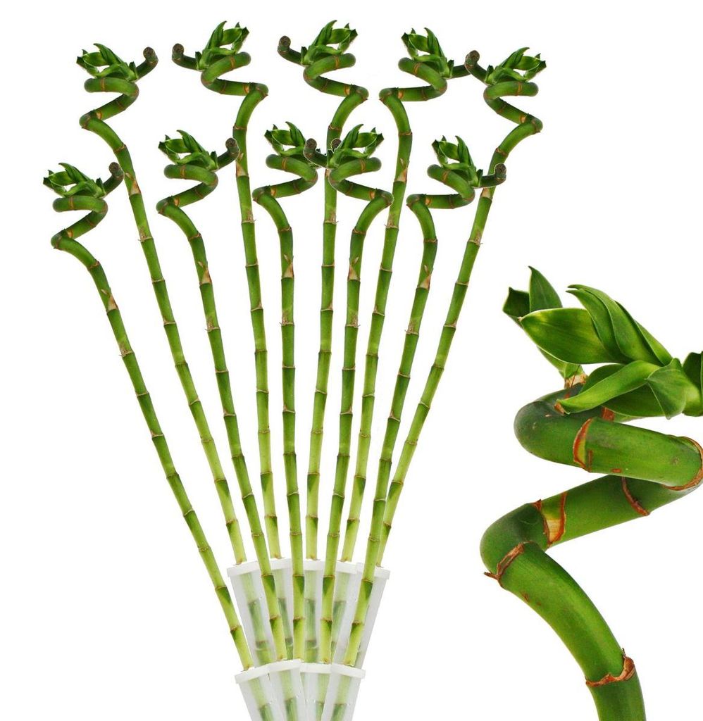 Sada 10ks štastných bambusu 'Lucky Bamboo' - spirála - v Obrázek produktu 