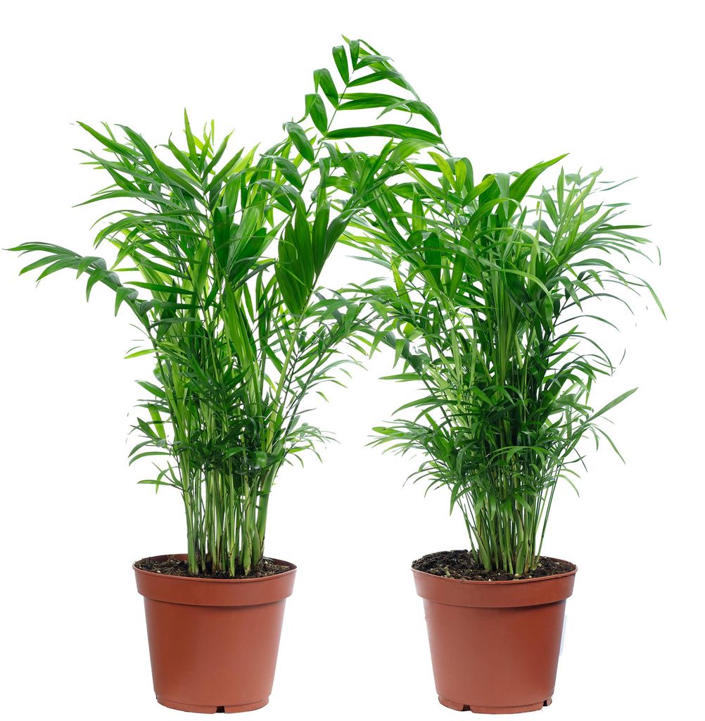2er-Set Bergpalme - pflegeleichte Zimmerpflanze, Chamaedorea elegans - Höhe ca. 70 cm, Topf-Ø 17 cm
