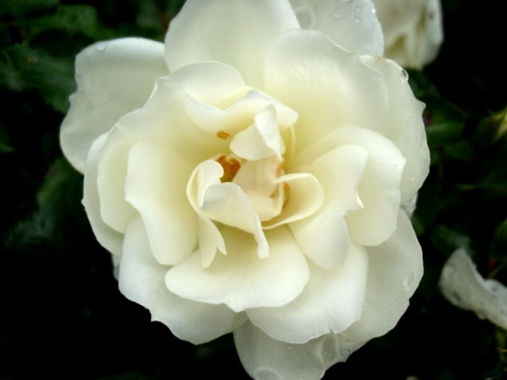 Bodendeckerrose Schneeflocke Noaschnee , Noack, 1991, ADR-Rose, Co. 5 L