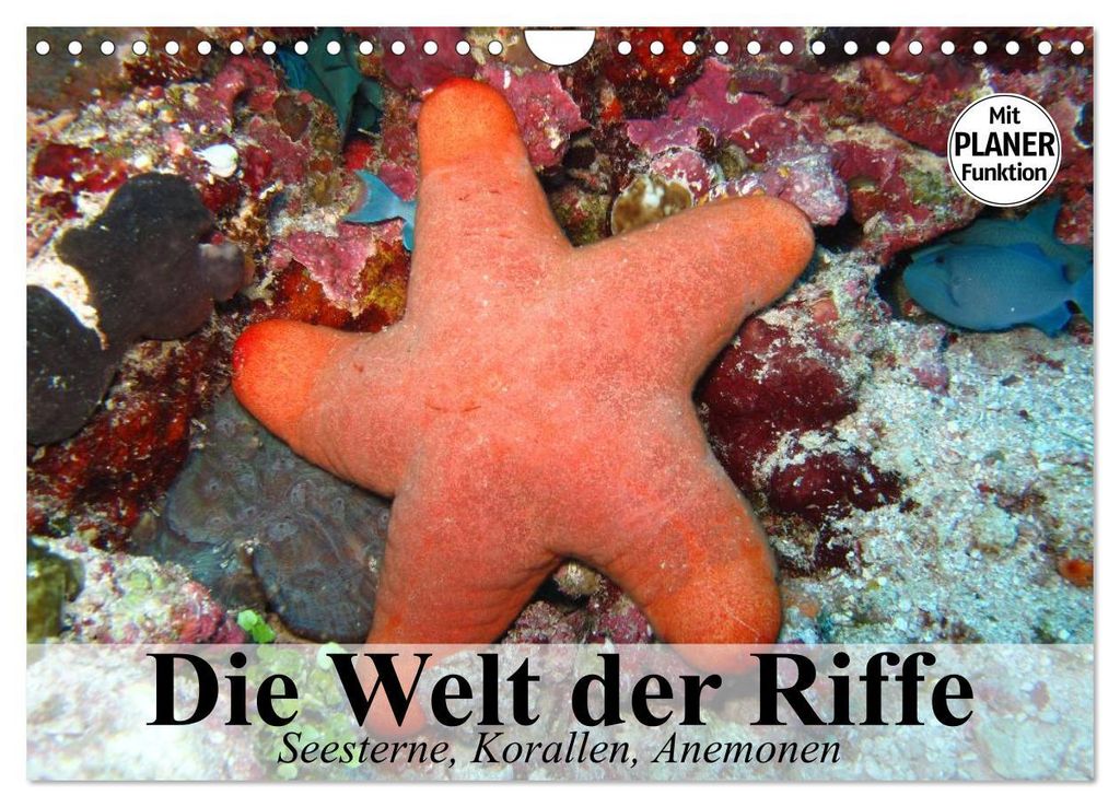 Die Welt der Riffe. Seesterne, Korallen, Anemonen (Wandkalender 2027 DIN A4 quer), CALVENDO Monatskalender