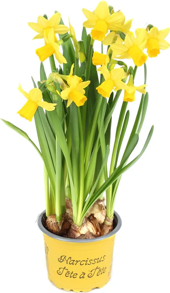 Jonquilles Tête-à-Tête en Pot : Fleurs Faciles pour Intérieur Lumineux