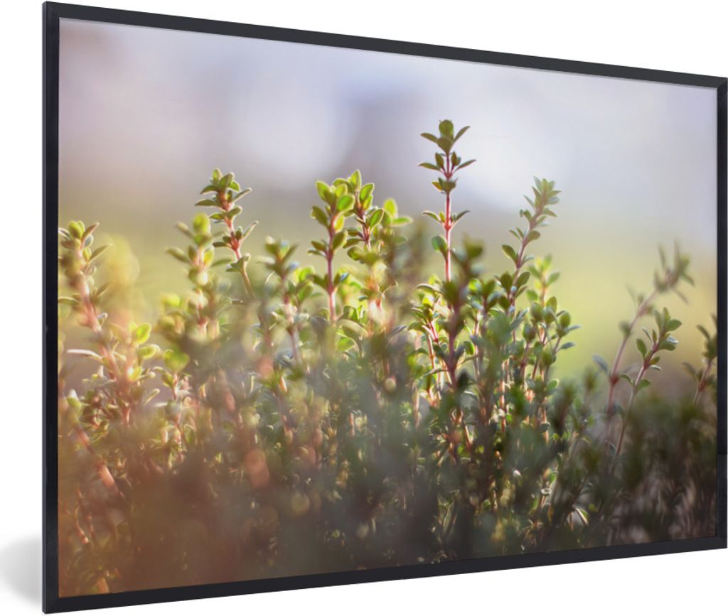 MuchoWow Gerahmtes Poster Wintersonnenlicht beleuchtet Thymianpflanzen in der Natur 60x40 cm - Poster mit Schwarzem Bilderrahmen Wandposter Rahme...