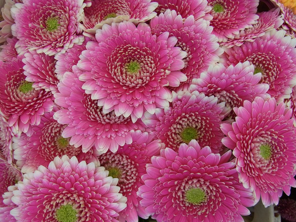 3 D Ansichtskarte Gerbera, Postkarte Wackelkarte Produktbild 