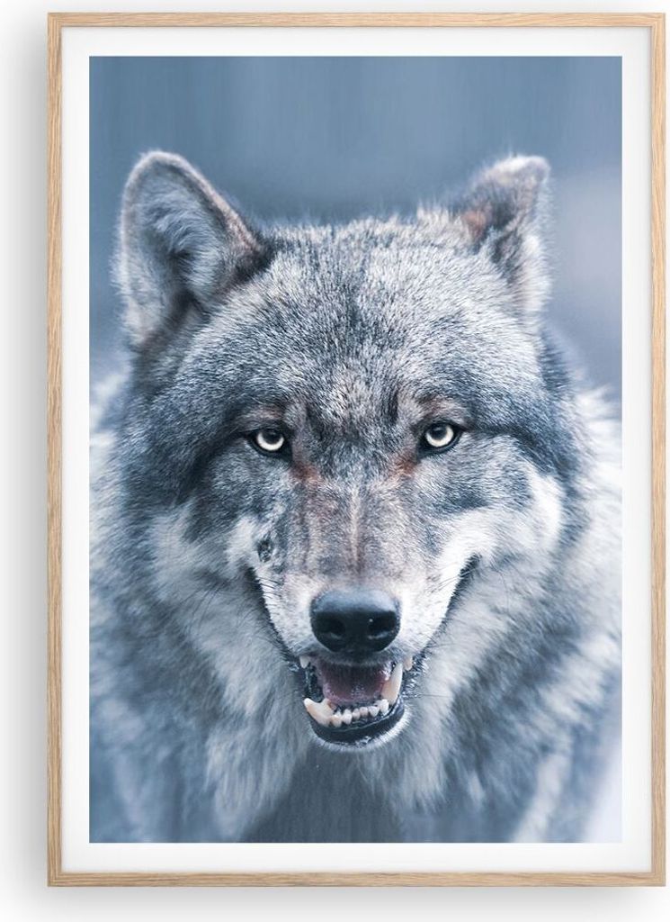 Gerahmtes Poster - Rahmen in heller Eiche - Wolf Raubtier Wildheit - 70x100 cm - Wand Bild - Wanddeko - Wandbilder - Kunstposter - Wandposter - Bil...