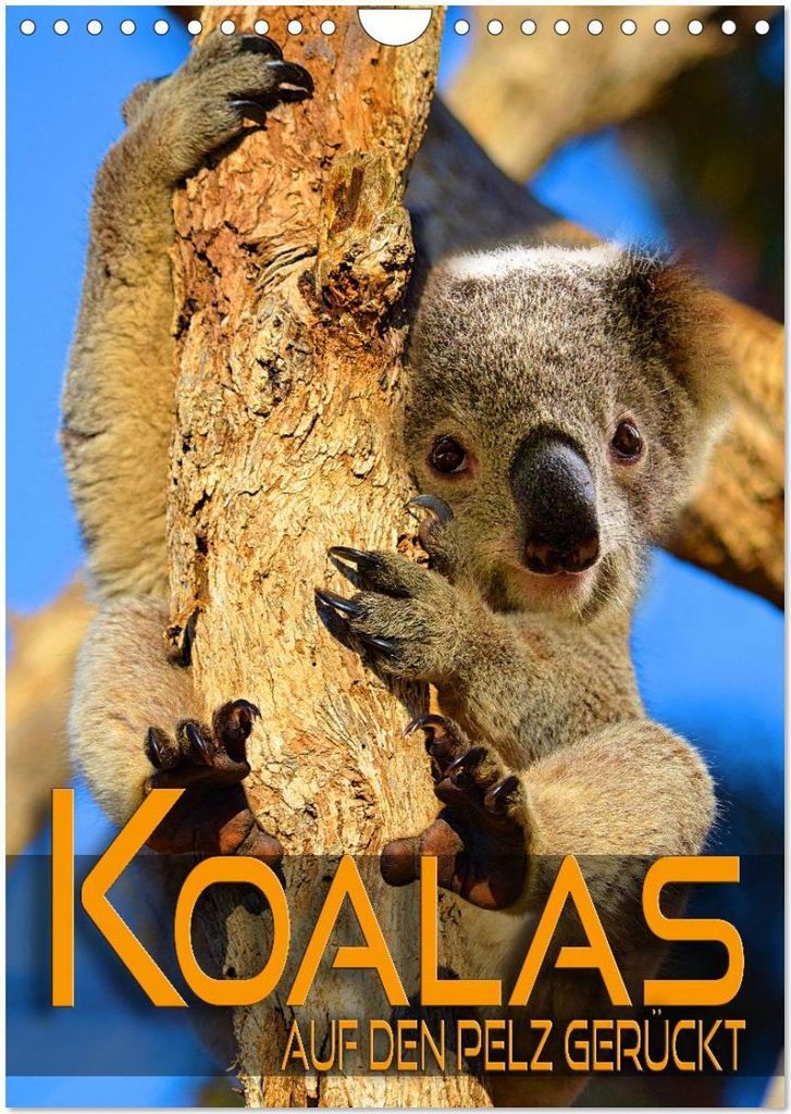 Koalas auf den Pelz gerückt (Wandkalender 2026 DIN A4 hoch), CALVENDO Monatskalender