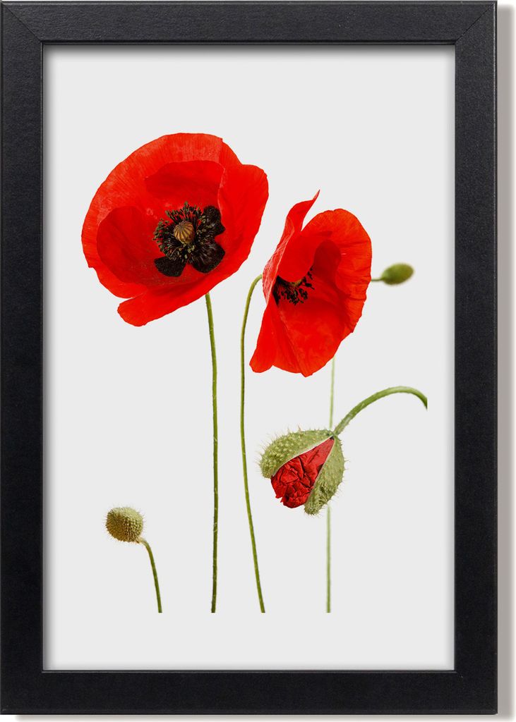 Bild 20x30 MDF-Rahmen, Wandkunst Feldmohnblumen