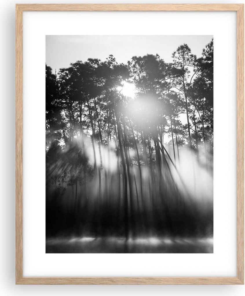 Gerahmtes Poster - Rahmen in heller Eiche - Wald Kiefer Sonne - 40x50 cm - Wand Bild - Wanddeko - Wandbilder - Kunstposter - Wandposter - Bilderrah...