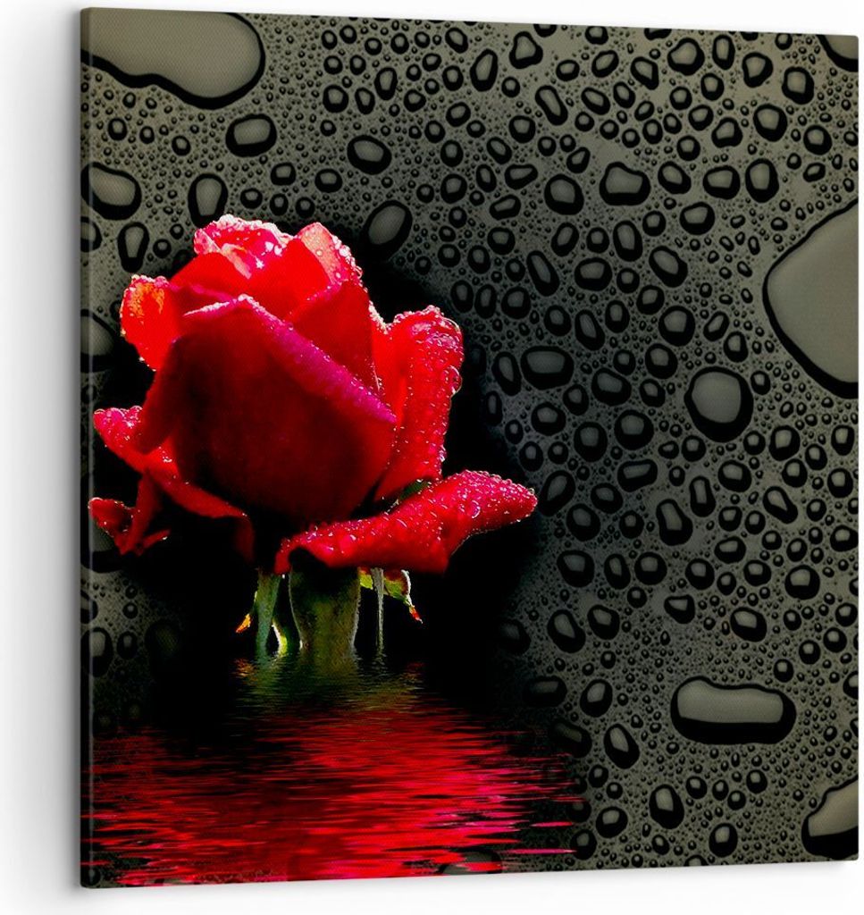 Bild auf Leinwand - Leinwandbild - Blume rote rose wasser tau - 50x50cm - Wand Bild - Wanddeko - Leinwanddruck - Bilder - Kunstdruck - Wanddekorati...