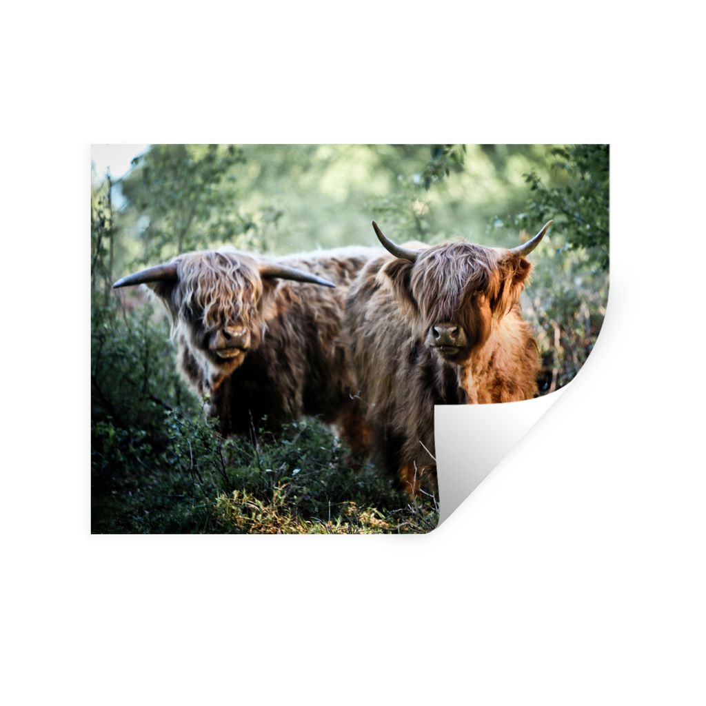 MuchoWow Wandtattoo Wandsticker Wandaufkleber Schottische Highlander - Wald - Tiere 120x90 cm Selbstklebend und Repositionierbar - Aufkleber