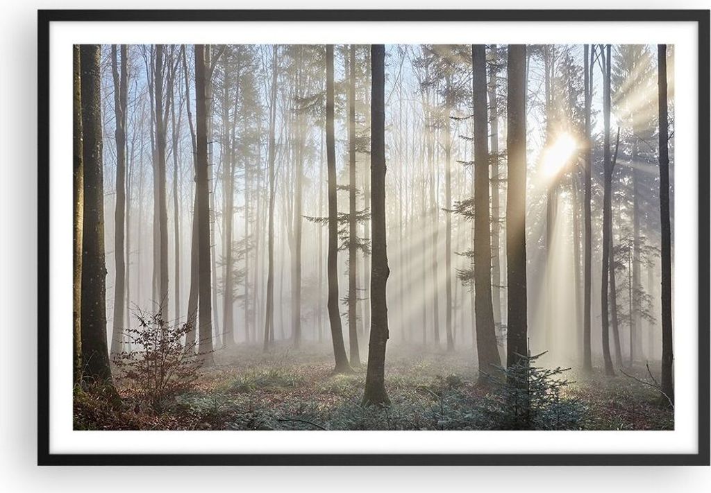 Gerahmtes Poster - Schwarzer Rahmen - Wald Baum Natur - 91,5x61 cm - Wand Bild - Wanddeko - Wandbilder - Kunstposter - Wandposter - Bilderrahmen - ...