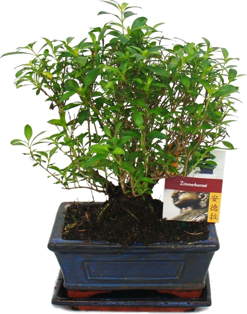 Bonsai - Serissa - Junischnee - forma a sfera - 6 anni Immagine del prodotto 