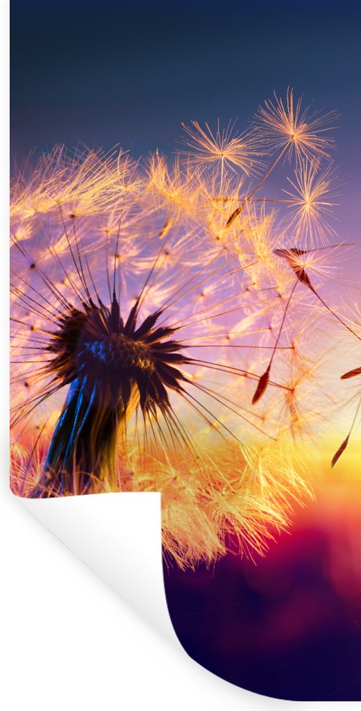 MuchoWow Wandtattoo Wandsticker Wandaufkleber Löwenzahn - Blumen - Sonnenuntergang - Horizont - Nacht 40x80 cm Selbstklebend und Repositionierba...