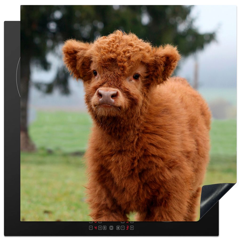 KitchenYeah Herdabdeckplatte Scottish Highlander - Kalb - Gras , 78x78cm, Küche Deko, Glaskeramikkochfeld Herdabdeckung, Abdeckplatte fùr Kochfeld