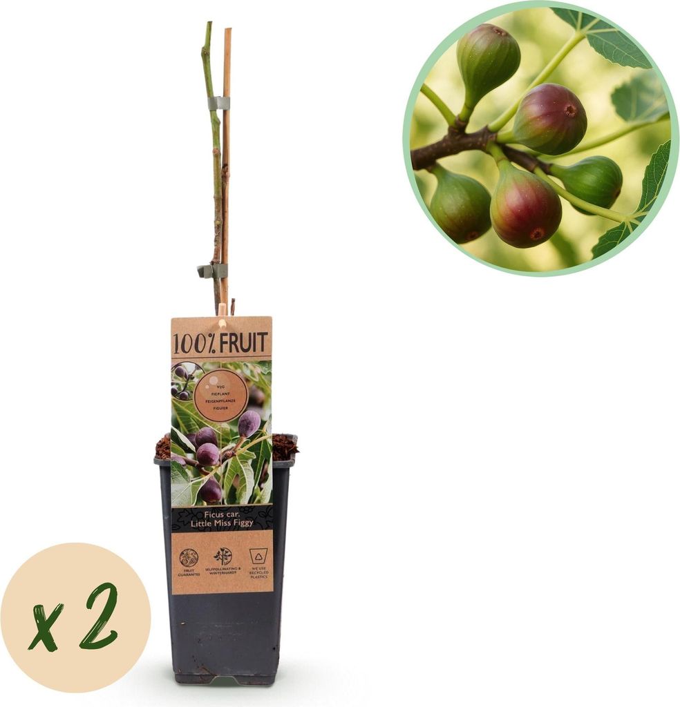 Feigenbaum - Ficus carica 'Little Miss Figgy' – 2 Pflanzen – Ø15 cm – Höhe 50 cm – Rote Früchte – Kompakter Obstbaum für Garten, Balk...
