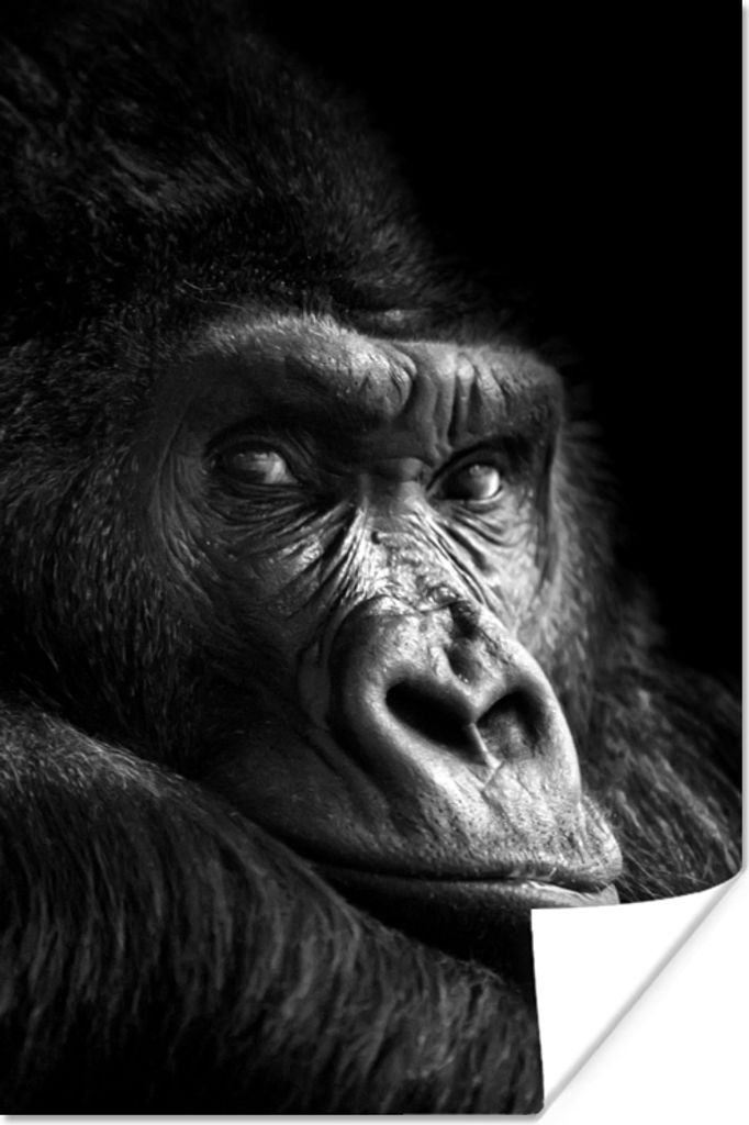 MuchoWow Poster Gorilla - Affe - Schwarz - Weiß - Porträt 40x60 cm - Plakate für die Wand - Poster Babyzimmer