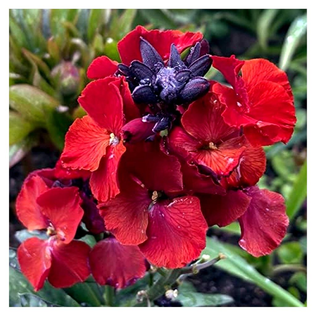 Goldlack 'Scarlet Emperor' (Erysimum cheiri) 60 Samen Frühlingsblüher zweijährige Staude im Bauerngarten