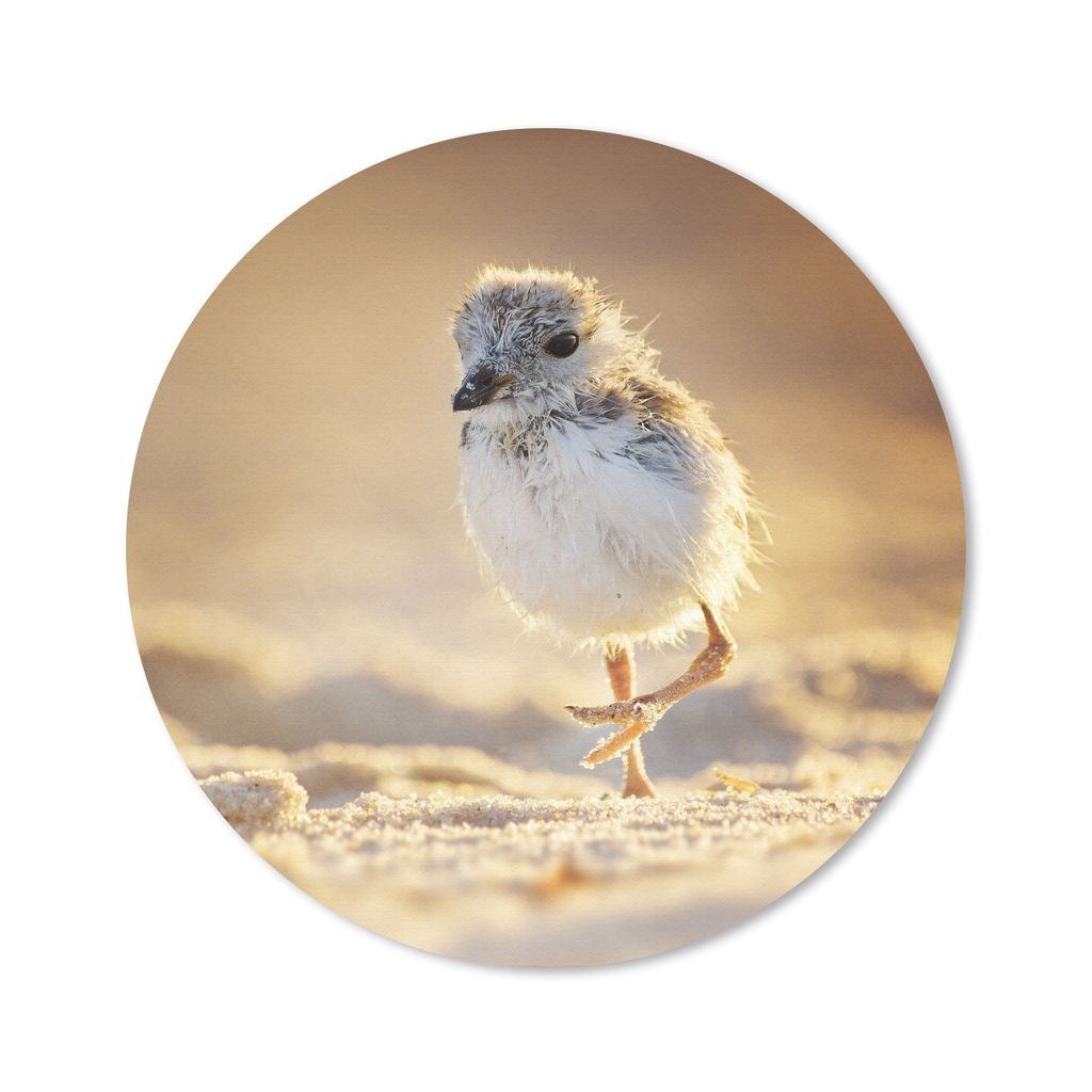 MuchoWow Mauspad Mousepad Nahaufnahme eines Flussregenpfeiferkükens am Strand 40x40 cm - Mousepads - Maus Mat - Pad - Mausunterlage - Schreibtis...