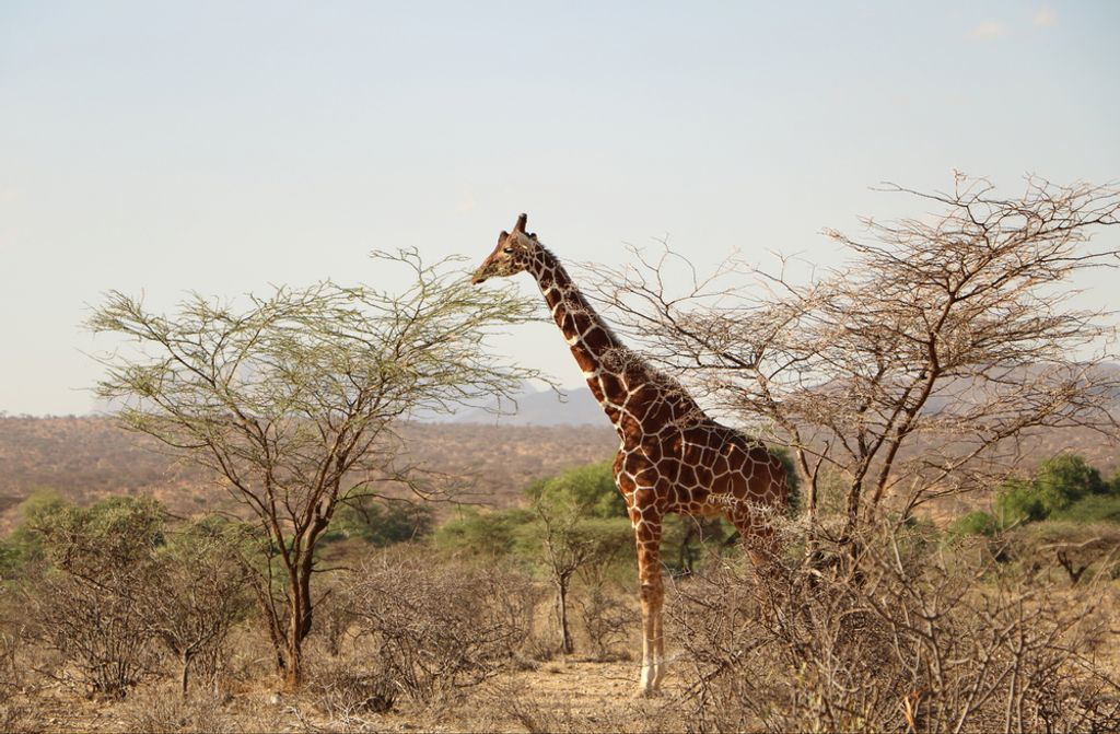 hansepuzzle 84653 - Giraffe Puzzle, 500 Teile, Natur, 46,0 x 30,0cm mit hochwertiger Aufbewahrung, Kartonbox und wiederverschließbarem Beutel