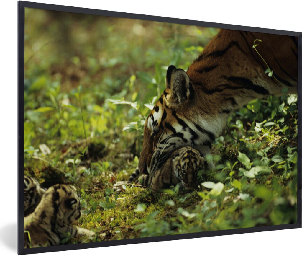 MuchoWow MuchoWow Gerahmtes Poster Tiger - Pflanzen - Jungtier 60x40 cm - Poster mit zchwarzem Bilderrahmen - Printing - Wanddeko Schlafzimmer