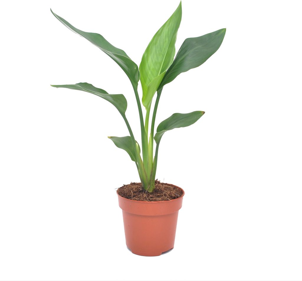 Strelitzia Reginea - Königs-Strelitzie - Topf 9cm - Höhe 25-40cm