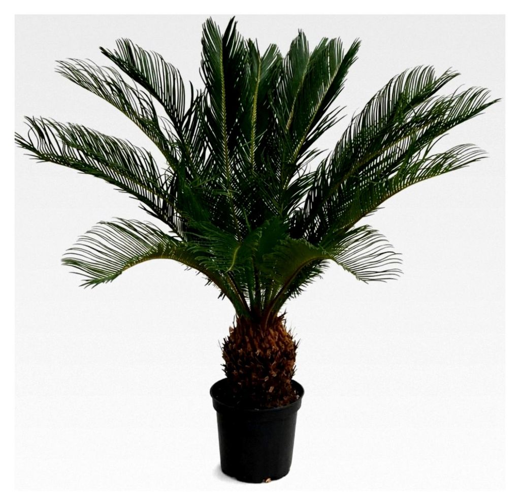 Cycas Revoluta 80-100 cm – Exotischer Sagopalmfarn, pflegeleichte Zimmerpflanze für Innenräume