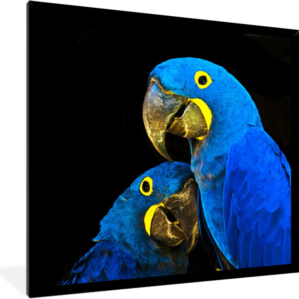 MuchoWow Gerahmtes Poster Papagei - Vogel - Federn - Blau 40x40 cm - Poster mit Schwarzem Bilderrahmen Wandposter Rahmen Foto Bilder - Mit Rahmen...