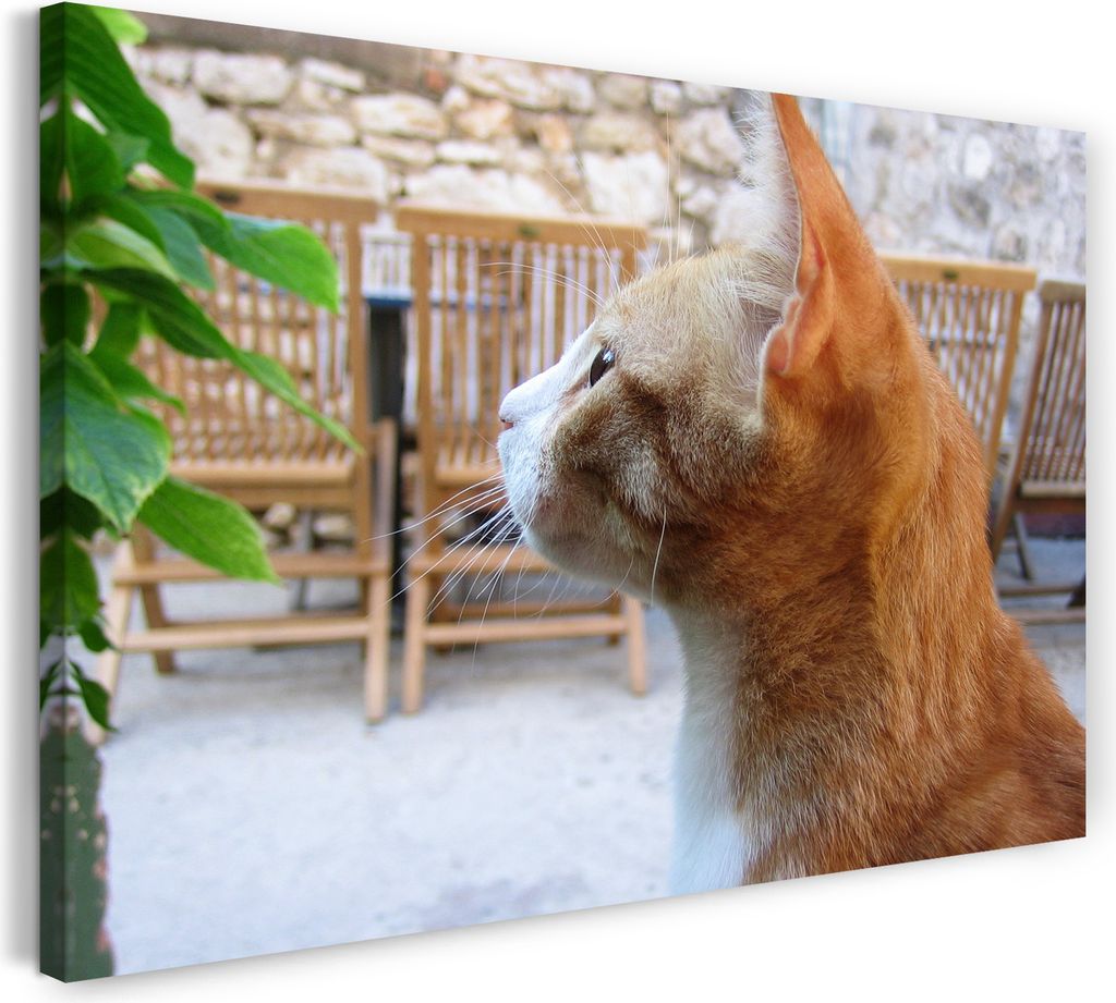 Leinwandbild (100x70cm): Katze getigert auf dem Balkon Katzenbilder, echter Holz-Keilrahmen inkl. Aufhänger, handgefertigt in Deutschland