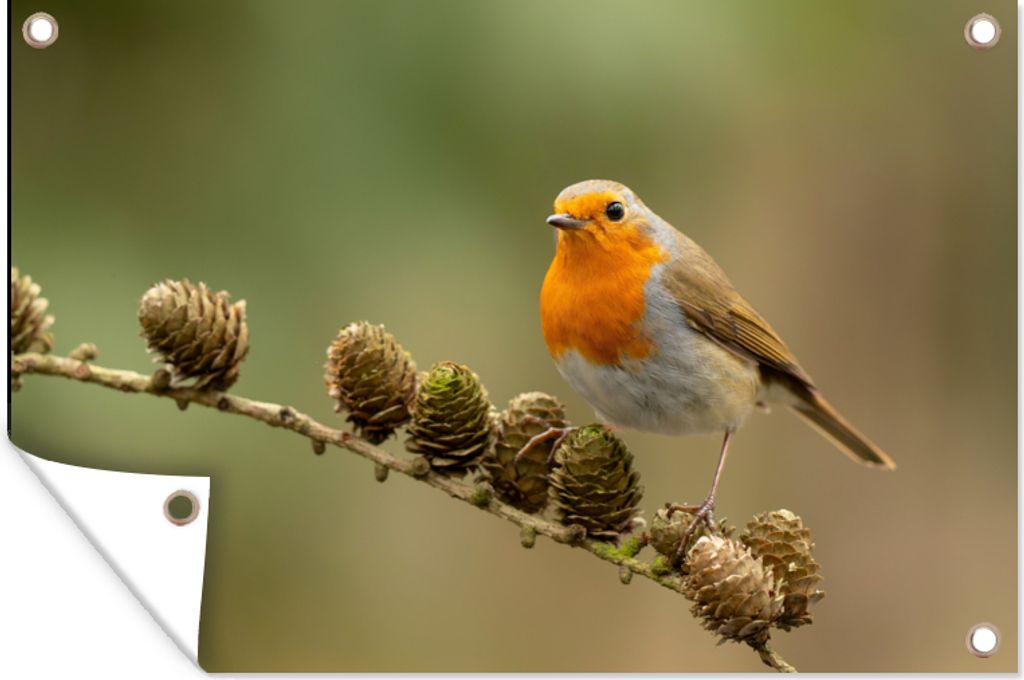 MuchoWow 60x40 cm Outdoor-Poster Gartendeko Sichtschutz Garten Poster für den Garten Vogel - Rotkehlchen - Tannenzapfen - Zweig - Herbst