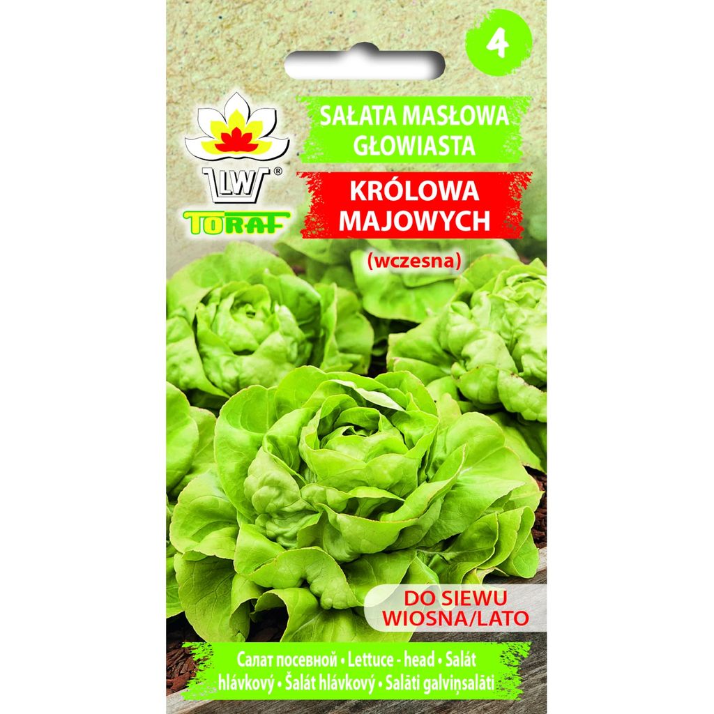W1217 Sałata Masłowa Królowa Majowych Wczesna Jędrna Zdjęcie produktu 