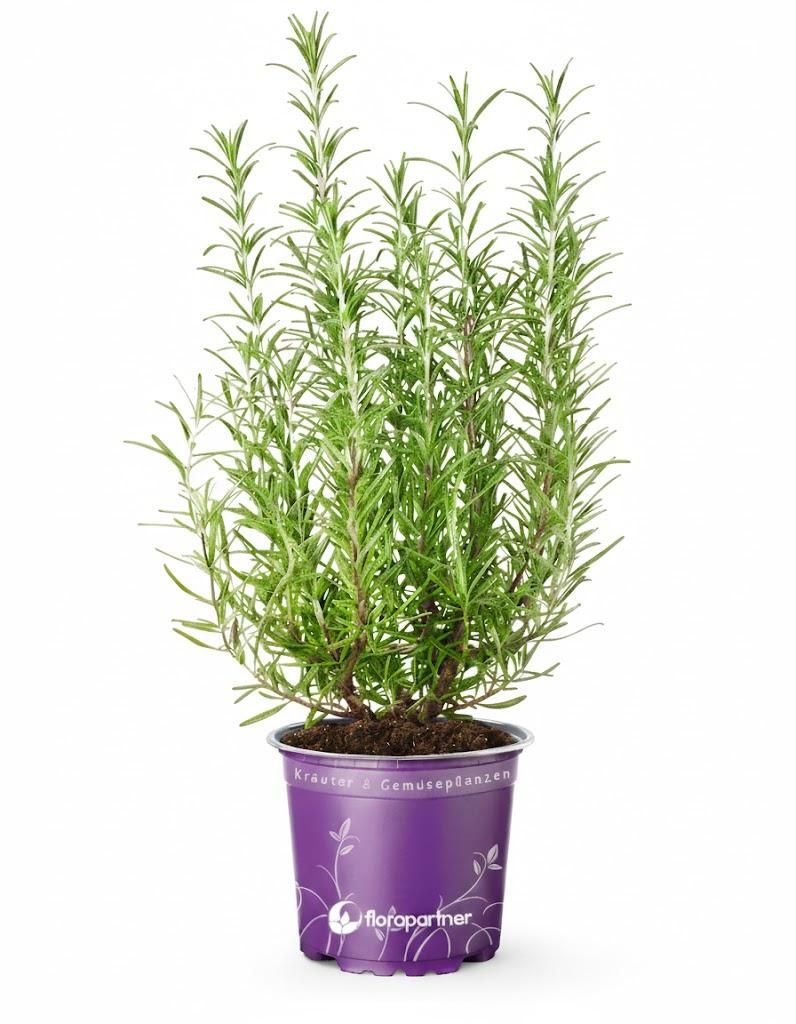 Rosmarin Pflanze  Italienischer XL -  Rosmarius officinalis Produktbild 
