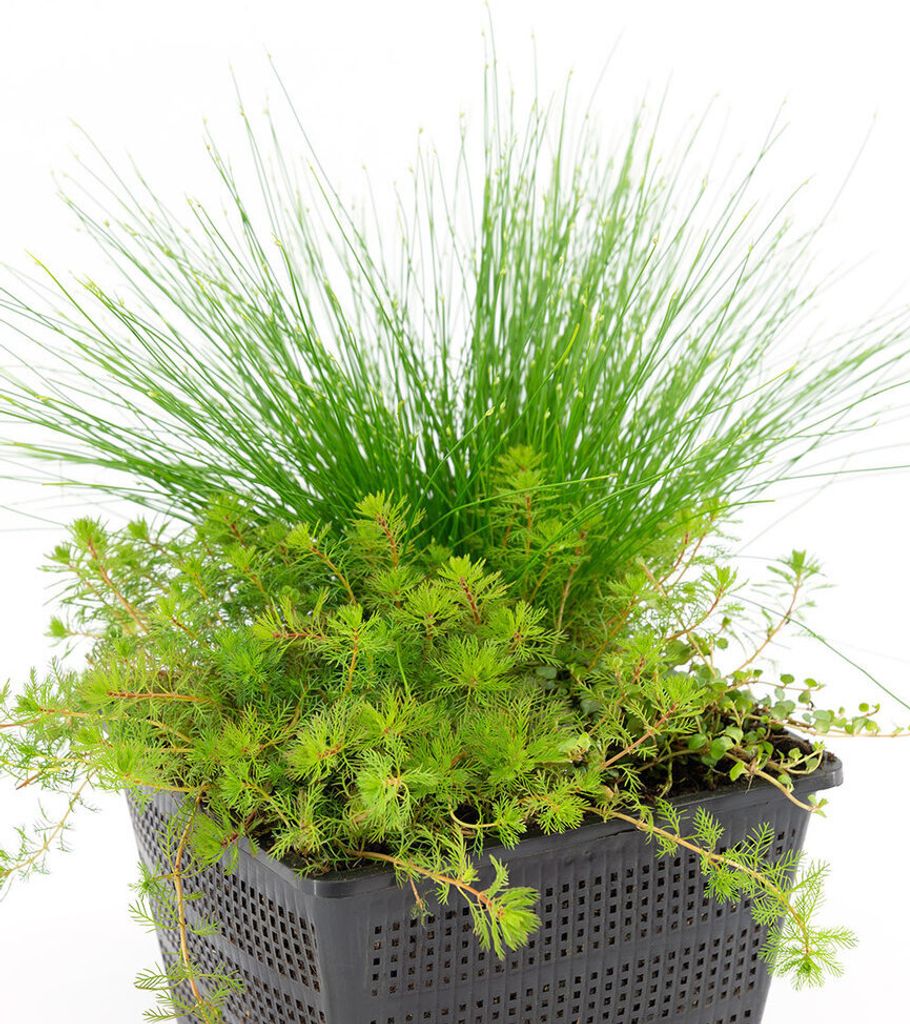 BALDUR Garten Sauerstoff-Teichpflanzen im Korb,1 Set, verschiedene Wasserpflanzen, dekorativer Blickfang für Teich oder Wasserbecken, winterhart, ...