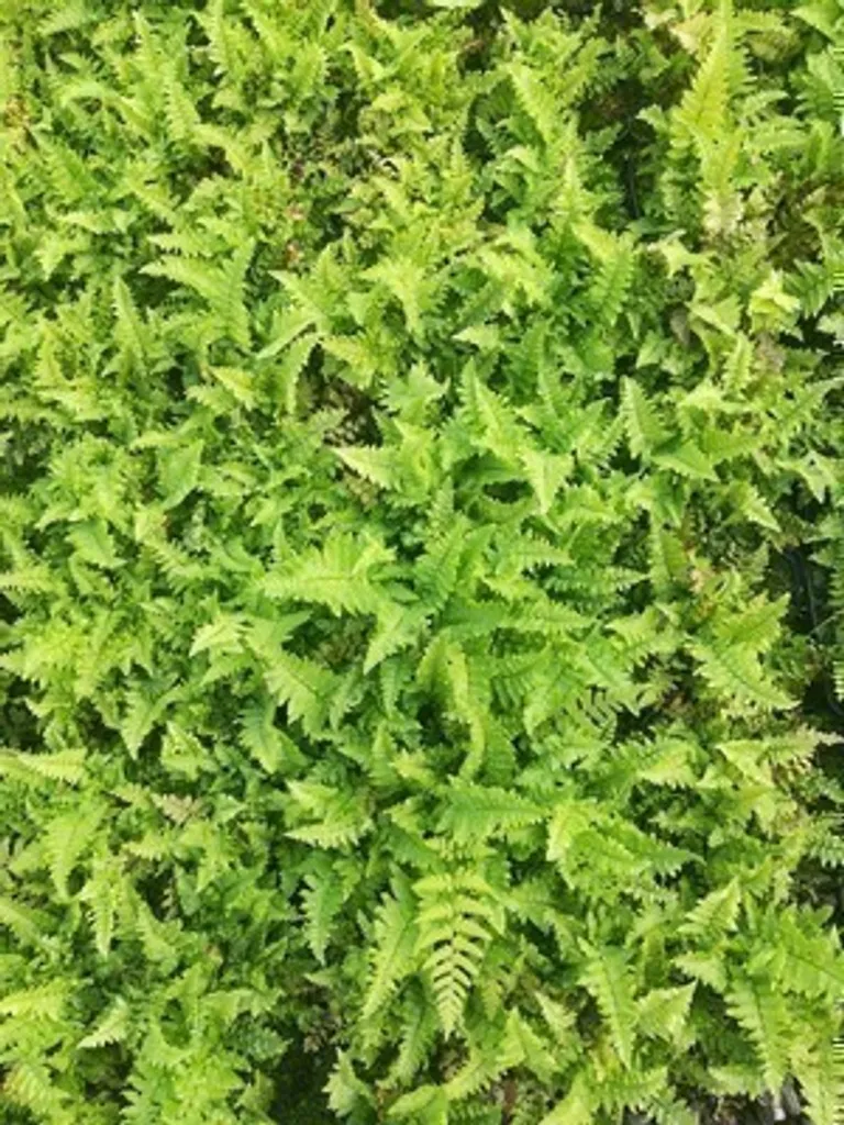 Aménager un coin d'ombre avec 6 Fougères ondulées Dryopteris 9 cm