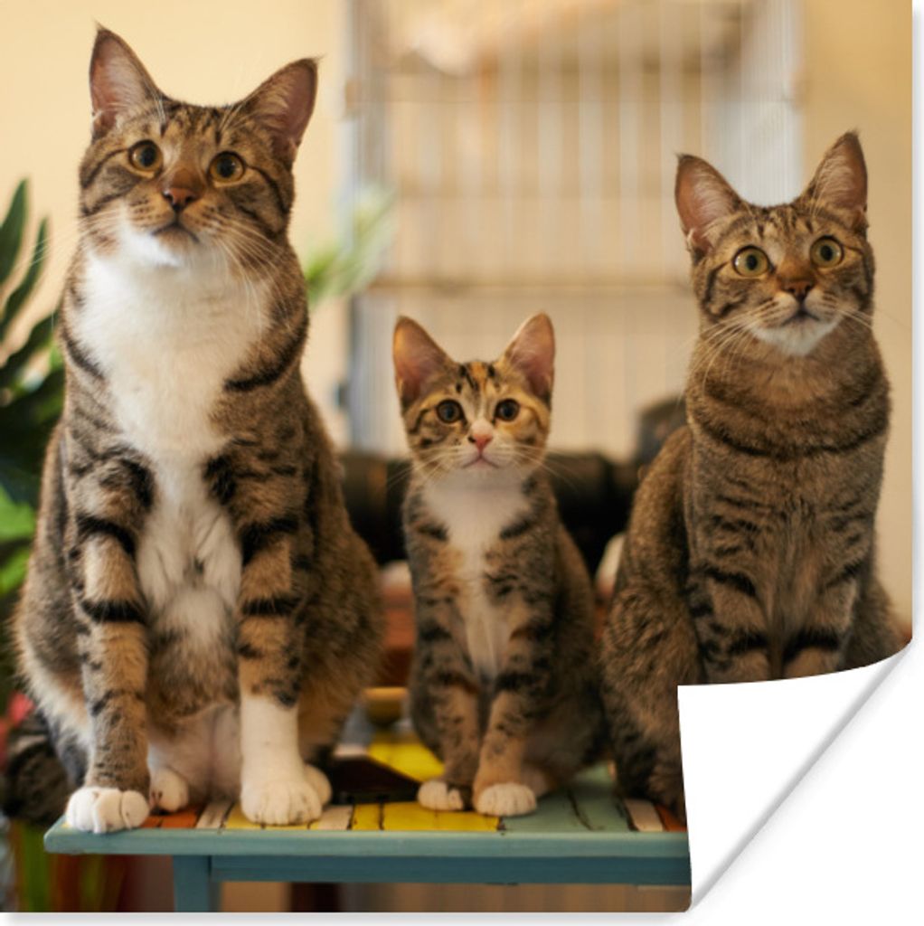 MuchoWow Poster Drei Katzen auf kleinem Tisch 30x30 cm - Wandposter - Printing