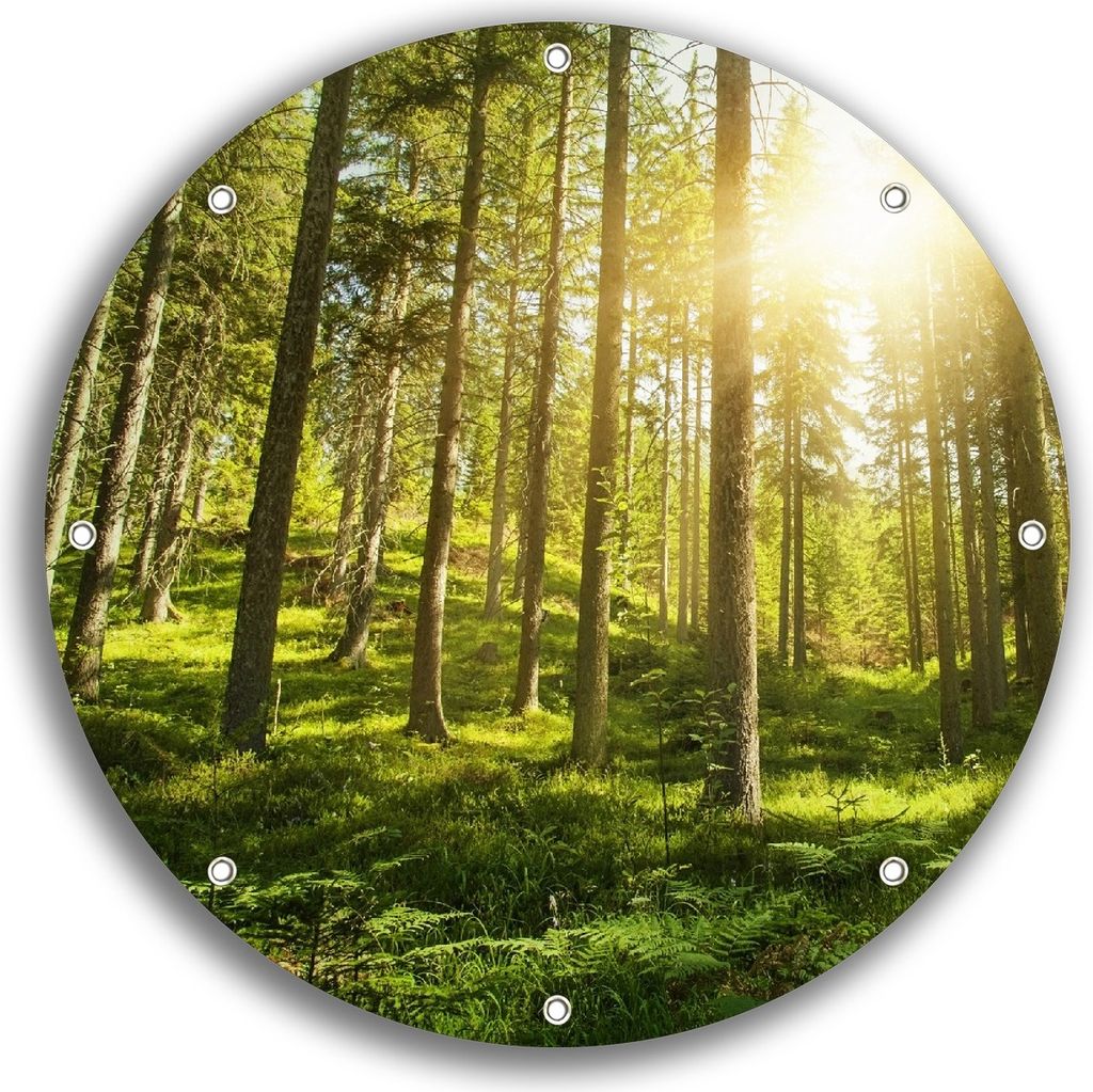 Wallario rundes Outdoor-Poster für Garten oder Balkon, Motiv Sonnenstrahlen im Nadelwald mit Moos und Farn, 30 cm Durchmesser