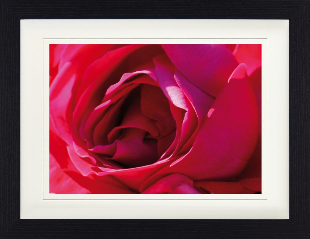 Rosen Gerahmtes Bild Mit Edlem Passepartout | Wand-Bilder | Im Bilderrahmen - Eine Rose Ist Eine Rose (30 x 40 cm)