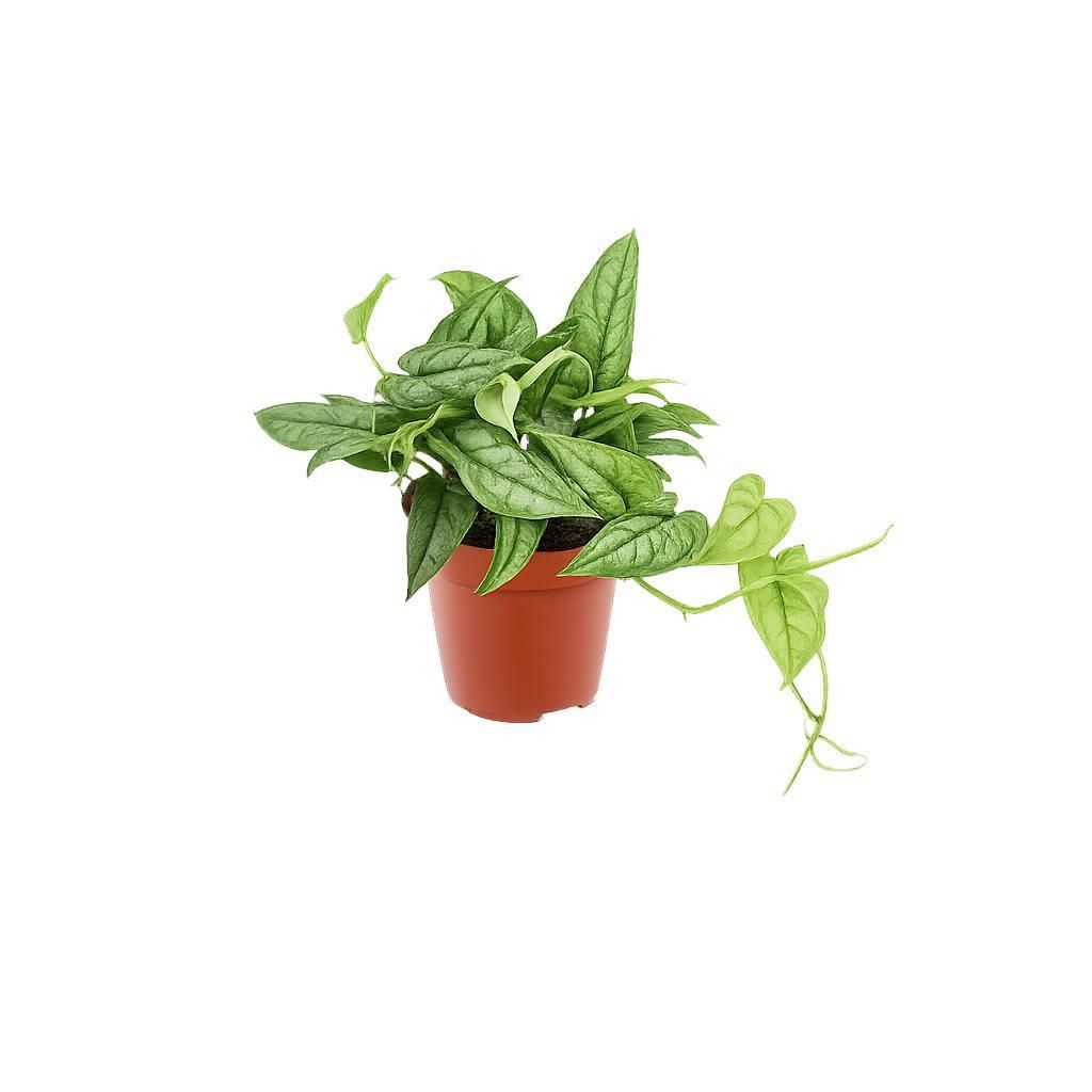 Monstera Siltepecana 20-30 cm - Snadno udržovatelná Obrázek produktu 