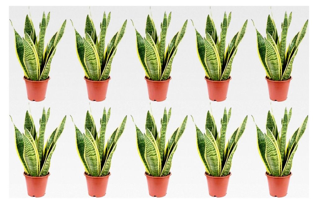 10x Bogenhanf, pflegeleichte Zimmerpflanze, Sansevieria trifasciata Laurentii - Höhe ca. 35 cm, Topf-Ø 12 cm