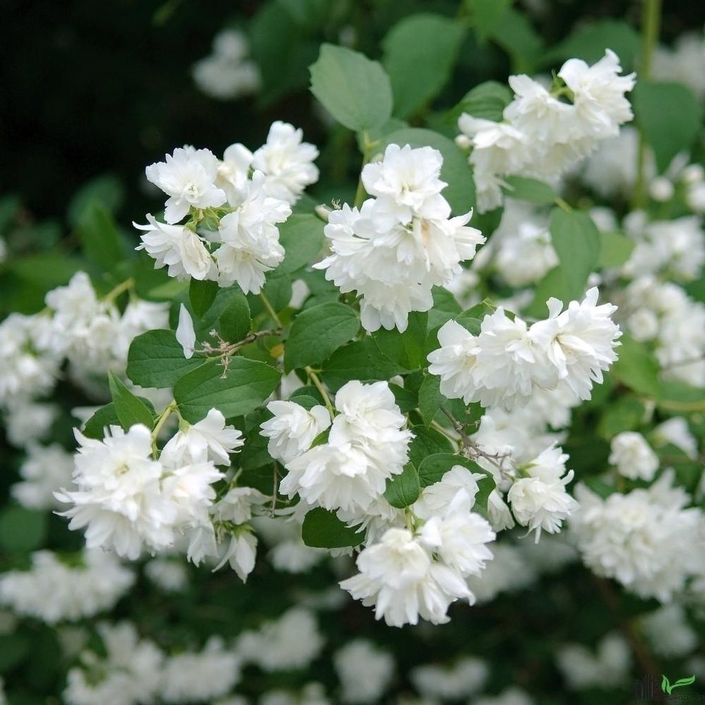 Philadelphus Gartenjasmin Pfeifenstrauch Zierstrauch Produktbild 