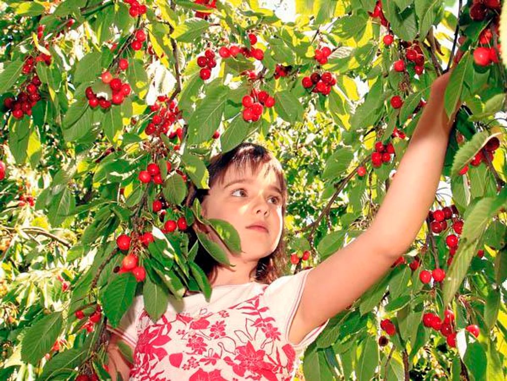 Neudorff KirschmadenFalle 7 Stück Produktbild 16