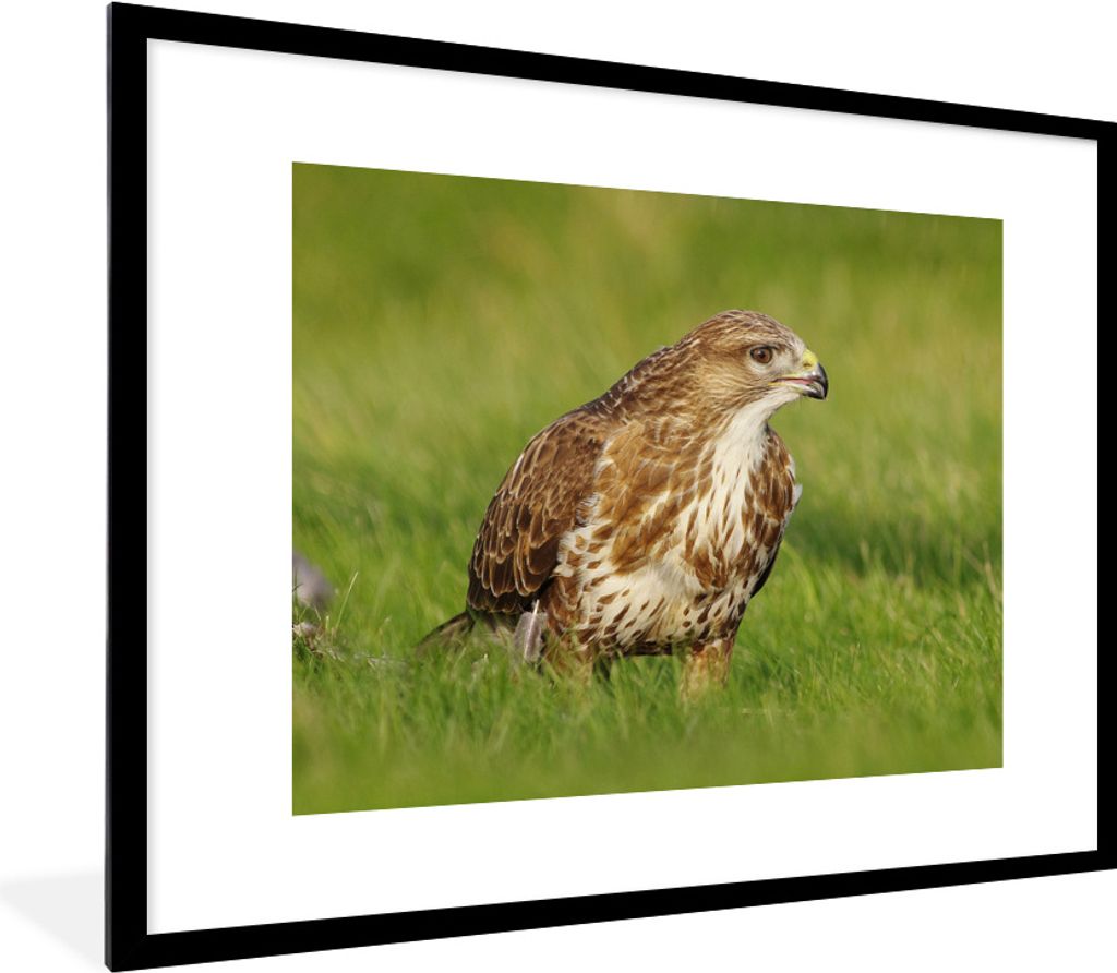 MuchoWow Gerahmtes Poster Ein Bussard auf der Suche nach seiner Beute 80x60 cm - Poster mit Schwarzem Bilderrahmen Wandposter Rahmen Foto Bilder ...