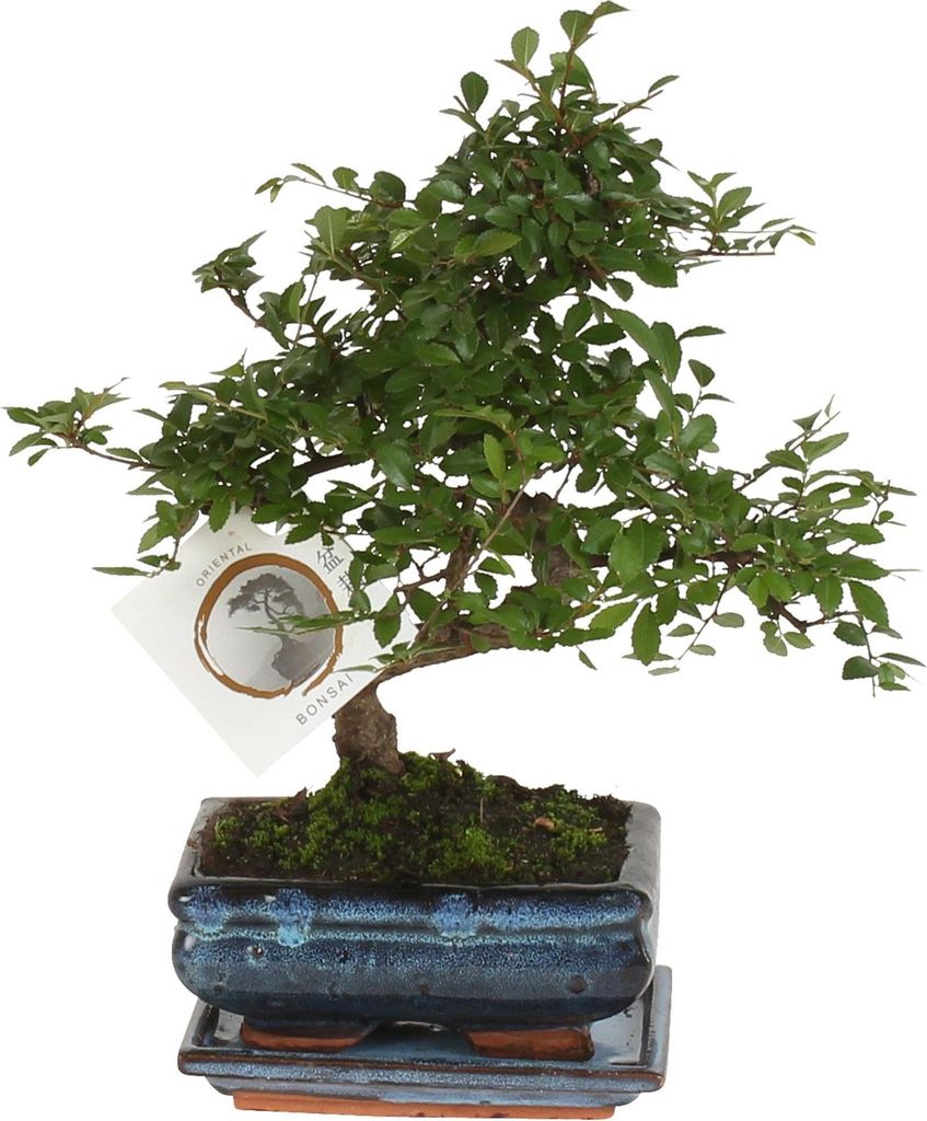 Bonsai - Zelkova serrata - Wysokość 20-25cm - ⌀15cm Zdjęcie produktu 