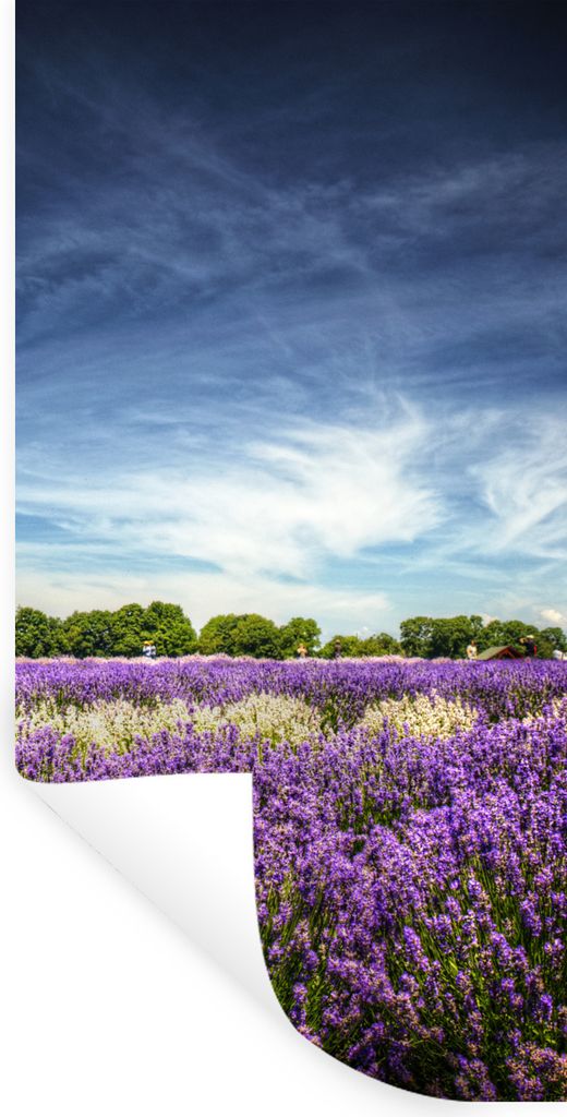 MuchoWow Wandtattoo Wandsticker Wandaufkleber Lila und weiß blühender Lavendel auf einem Feld 20x40 cm Selbstklebend und Repositionierbar - Sel...