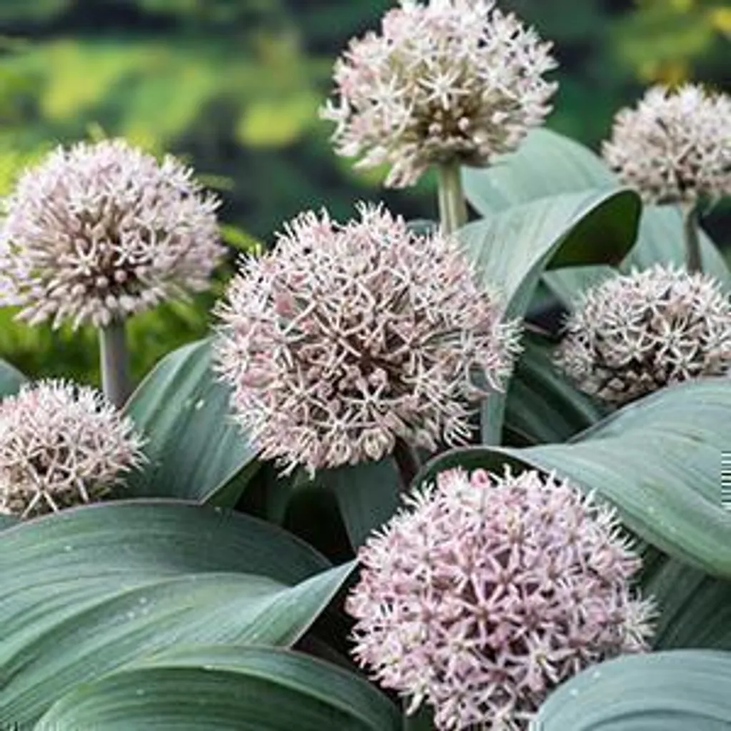 Allium carataviense décoratif Poireau de Caratavie 6 plants en pot 9cm