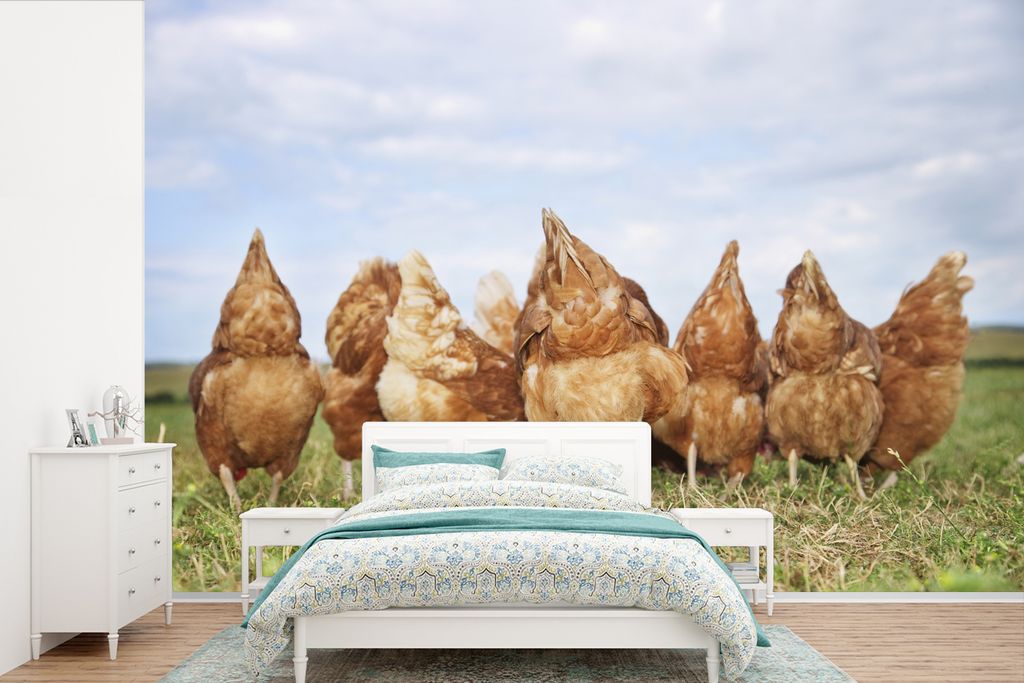 MuchoWow Fototapete für Wohnzimmer oder Schlafzimmer Wandtapete Vinyl Motivtapete Hühner auf dem Feld - 525x350 cm - Das Hintergrundbild