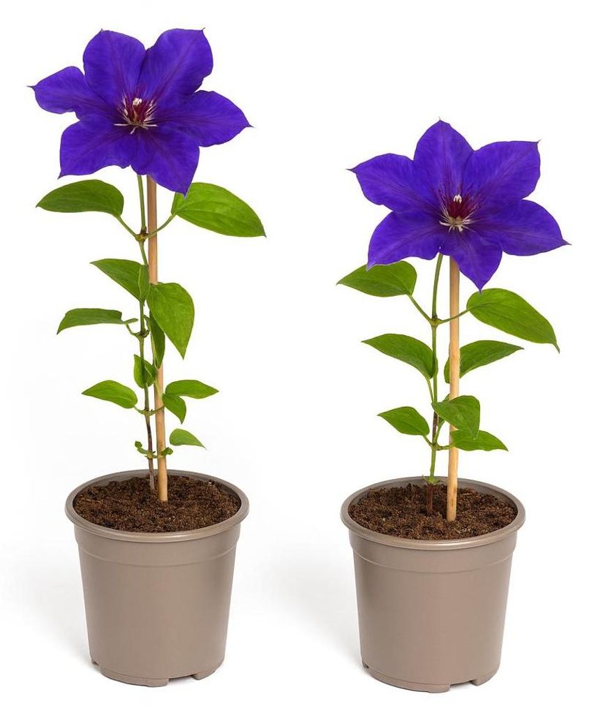 Cœur Exotique Kletterpflanzen – Clematis The President – 2er-Set – 11-cm-Topf