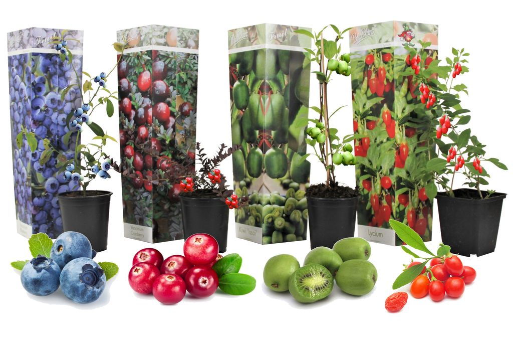 Plant In A Box - Obstbäume Set Mit 4 Sorten: Kirsche, Birne, Apfel, Pflaume - 9cm Topf, 60-70cm Hoch