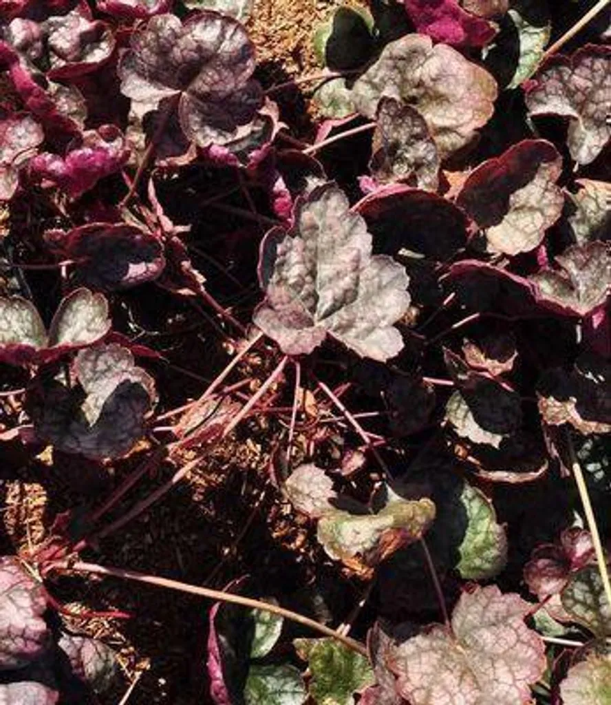 Heucherella Quicksilver Fleur d'écume Bâtarde - Vivace de Mi-Ombre x6