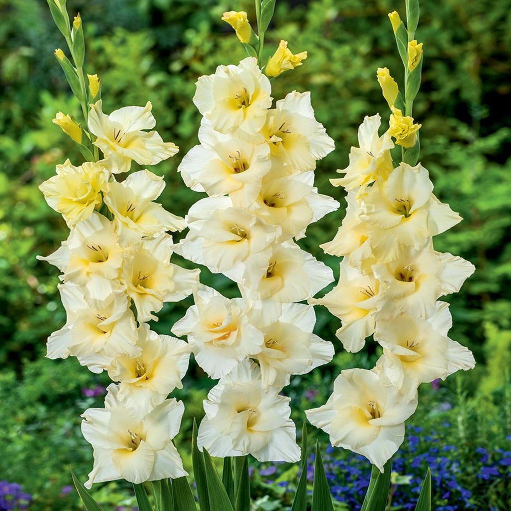 Gladiole Blumenzwiebeln Schwertblume Sommerblühende Siegwurze Speed Date 5 St.